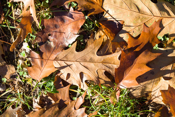 yellowed foliage of oak