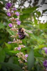 Fototapeta premium Bumblebee drinking nectar from a wild flower