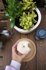 Female hand holding a donut, dog nose sniffing donut