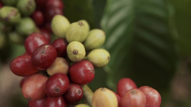 Fresh red and green coffee berries background. Arabica and robusta coffee beans ripening on tree in in organic coffee plantation. Macro close up shoot.