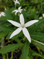 snowdrops in the garden