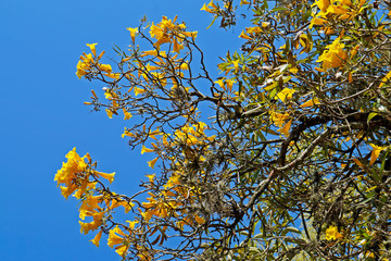 Yellow tree flowers and blue sky