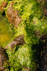 algae on a stone in sea water