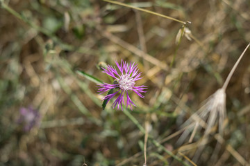 Wild thistle flower in the Sardinian countryside