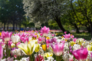 Purple tulip standing out in a flower field in the park