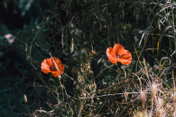 Two wild red poppies in the Sardinian countryside