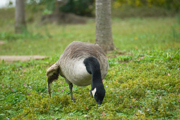 A Canada Goose eating grass