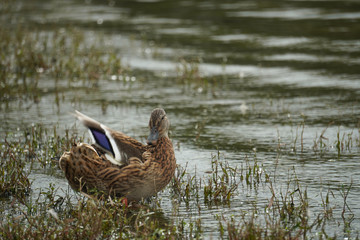 A female mallard by the lake