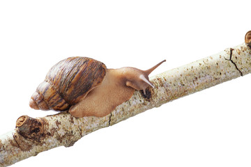 afrikanische riesenschnecke