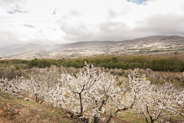 Flowering cherry in Valley of Jerte, Caceres, Spain.