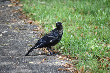Rabenkrähe Jungvogel