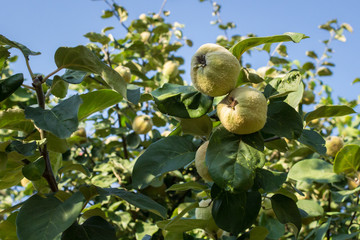 Quince fruits on the tree. Foods useful for the liver and pancreas. Fruits and leaves. Traditional medicine against viruses, flu, colds. Antiviral agent. Autumn fruits. Health without pills and drugs.