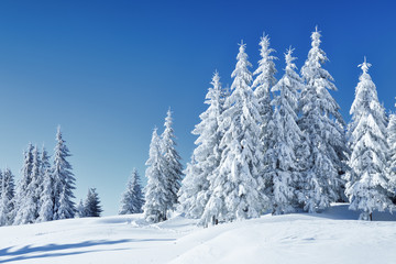 Fototapeta na wymiar Beautiful landscape on the cold winter morning. High mountain. Pine trees in the snowdrifts. Lawn and forests. Snowy background. Nature scenery. Location place the Carpathian, Ukraine, Europe.
