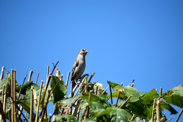 Spatz2
