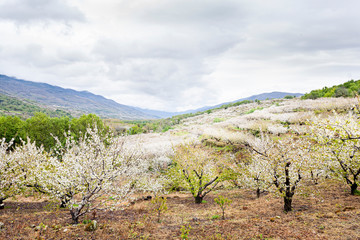 Naklejka premium Flowering cherry in Valley of Jerte, Caceres, Spain.