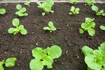 Young green seedlings plants growing the view from the top