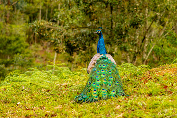 Obraz premium colorful animal with blue feathers peacock