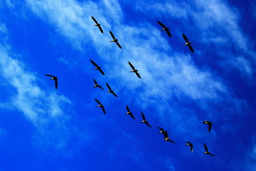 Birds in the Sky
