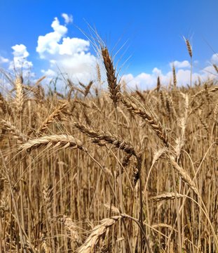 field of wheat
