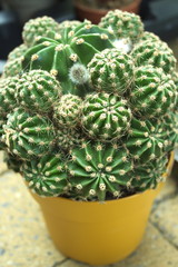 Echinopsis cactus houseplant cluster