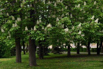 Fototapeta na wymiar Blooming chestnut tree in spring