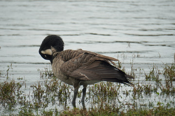 Canadian geese trimming their feathers by the lake