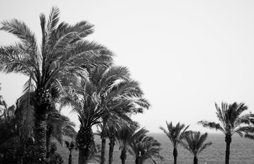 palm trees silhouette