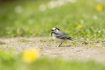 Adult white wagtail )Motacilla alba) carrying food for its chicks on sunny summer day