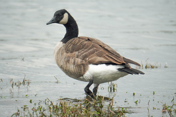 Fototapeta premium Canadian geese walking in Canadian geese walking in the lake the lake