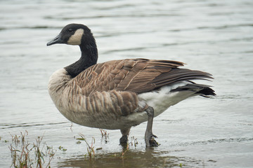 Canadian geese walking into the lake