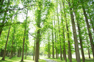 メタセコイアの森