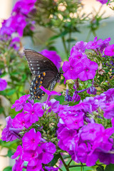 Black swallowtail butterfly perched on purple phlox flowers in garden