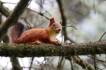 Young squirrel sitting on a pine tree branch in a summer forest