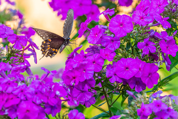 Black swallowtail butterfly perched on purple phlox flowers in garden