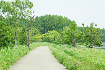Fototapeta na wymiar 公園の緑道