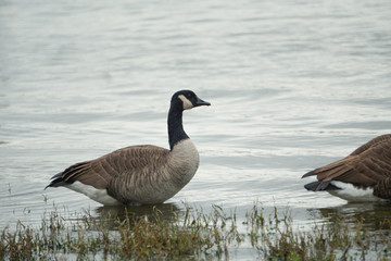  Canadian goose follows another Canadian goose