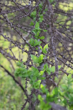 spring in the woods, plant