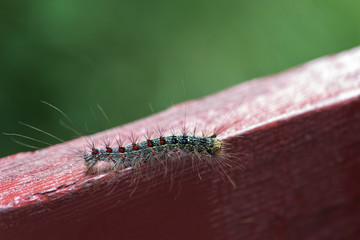 Caterpillar sitting on a painted wooden board
