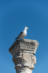Seagull sitting on an antique stone column against a blue clear sky