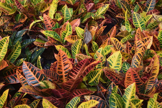 Plant, Bogot&aacute; Colombia 
