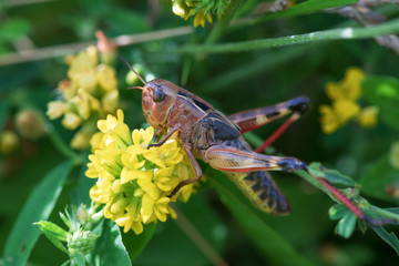 Grasshopper sitting on a yellow flower in the grass