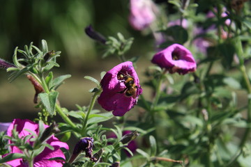 Fototapeta na wymiar bee on purple flower