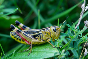 Grasshopper sitting on a green leaf in the grass