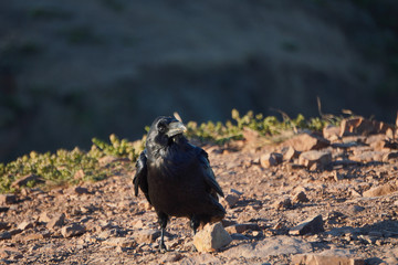 Crow standing by a small rock