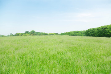 Obraz premium 草原