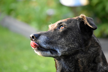 Mischlingshund