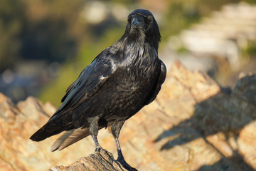 Here is a big black crow