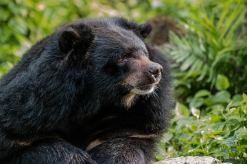 Asian black bear