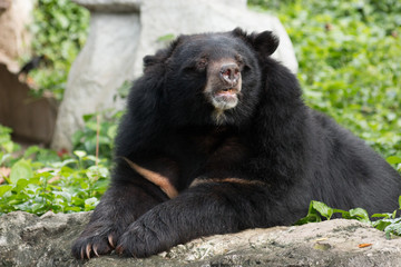 Fototapeta na wymiar Asian black bear