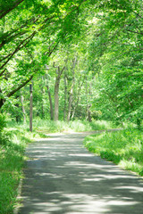 Obraz premium 公園の緑道
